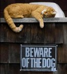 beware-of-dog.jpg