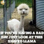 if-youre-having-a-bad-day-just-look-at-this-shaved-llama-meme.jpg