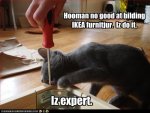 funny-pictures-cat-is-expert-with-furniture.jpg