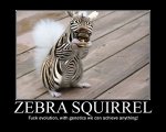 zebra squirrel.jpg