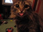 !cat-tongue33.jpg