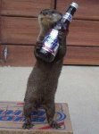 beerotter.jpg