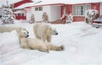 Winter is almost here.JPG