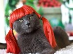 red_glamour_cat_20091211_2077586254.jpg