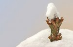 122209_pinecones.jpg