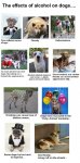 dogs n *****.jpg