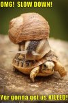 funny-pictures-snail-is-on-turtle.jpg