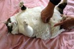 fat_tummy_cat_20100408_1745040434.jpg