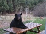 bear-picnic-table1.jpg