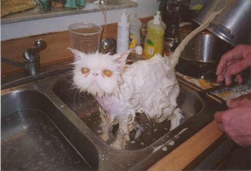 wet pussy small.jpg