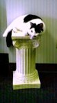 cat-on-pedestal.jpg