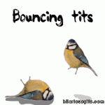 bouncing-tits.gif