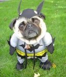 batdog.jpg