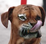 uglydog.jpg