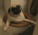 pug-in-toilet.jpg