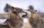 wolf-wolf-funny-animals-fun-photo-gg-6_large.jpg