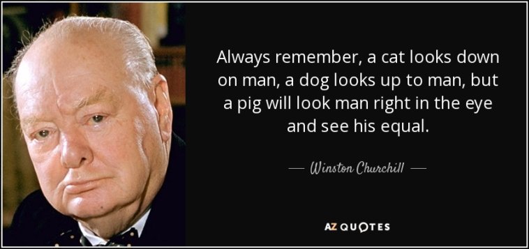 quote-always-remember-a-cat-looks-down-on-man-a-dog-looks-up-to-man-but-a-pig-will-look-man-wi...jpg