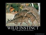 633784293024033810-WILDINSTINCT.jpg