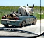 1231908285-cow in car 2.jpg