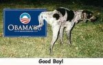 Dog_peeing_on_Obama_sign.jpg