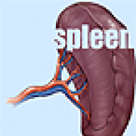 Spleen