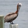 MKPelican